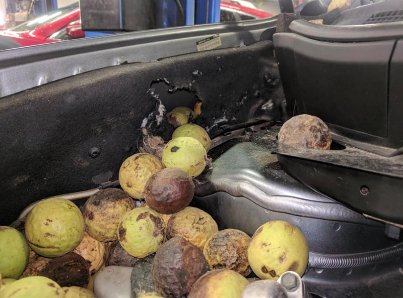 Illustration for article titled The Number of Nuts Stuffed Into This Nissan Murano's Engine Bay Is Astonishing